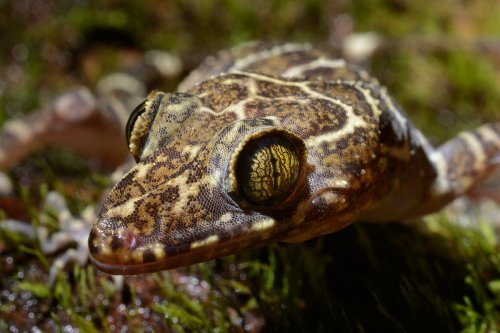 Gunung Mulu National Park ( Bornéo, Malaisie) - Faune : petit lézard. Gros plan sur la tête.(VO-13-0550 )